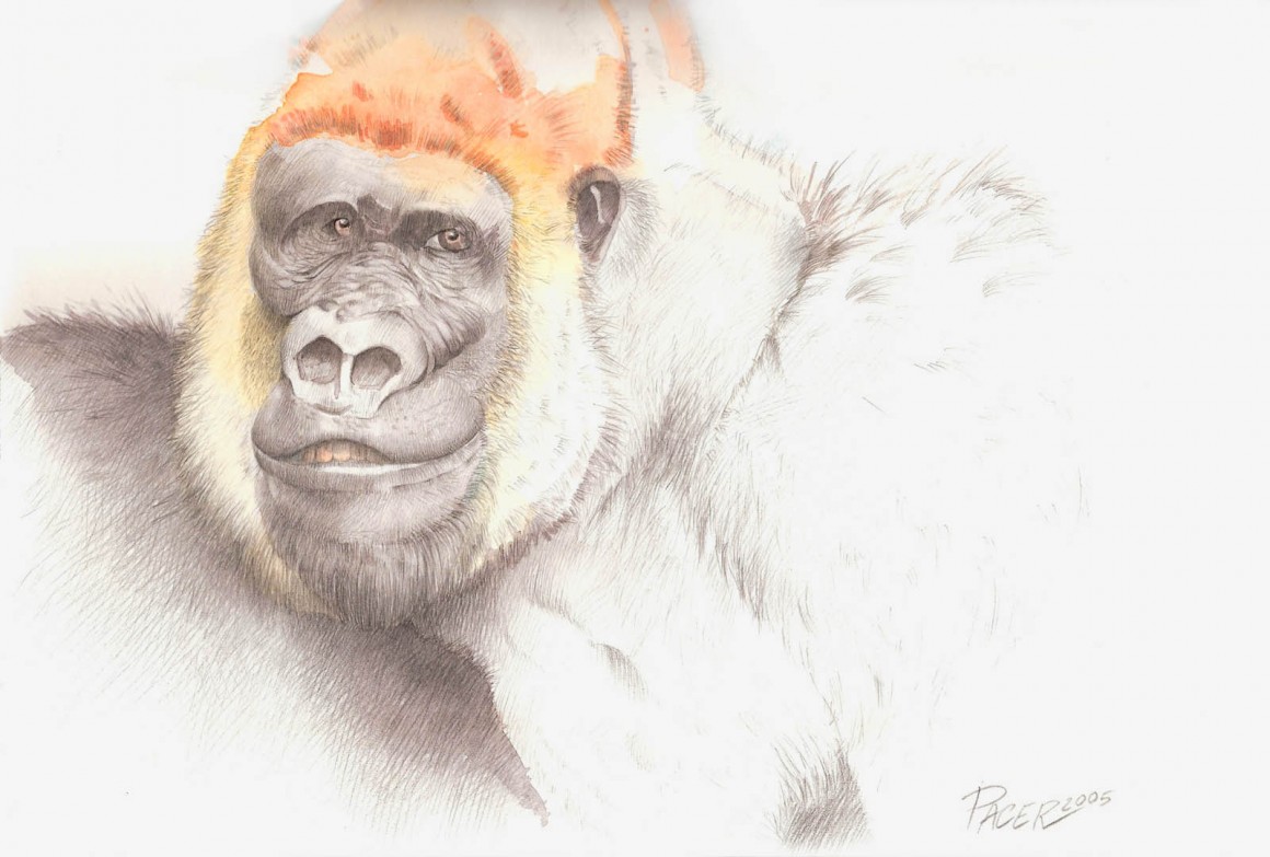 Illustrazione6_Gorilla
